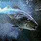 Deepblue Fish Wahluniversum