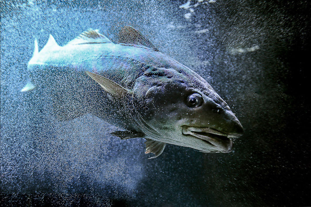Deepblue Fish Wahluniversum